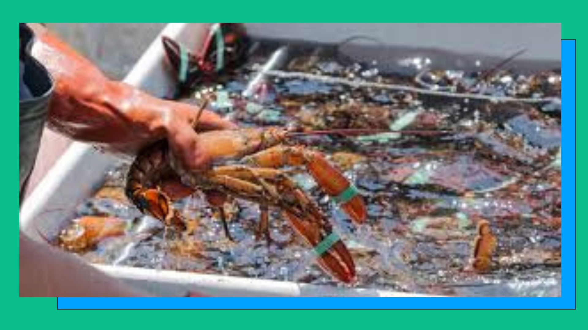 China's Lobster Tariffs Threaten Canada's Atlantic Fishing Industry